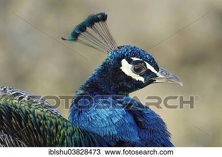 Stock Image - "Indian Peafowl or Blue Peafowl (Pavo cristatus), male, Zoo, Zurich, Switzerland, Europe". Fotosearch