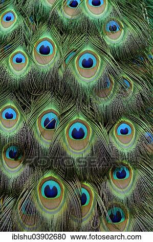 Stock Image - "Indian Peafowl or Blue Peafowl (Pavo cristatus), tail feather detail, captive, Steppentierpark Pamhagen animal park, Austria, Europe". Fotosearch