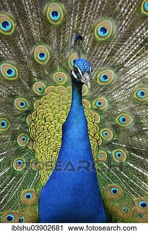 Stock Image - "Indian Peafowl or Blue Peafowl (Pavo cristatus), displaying peacock, captive, Steppentierpark Pamhagen animal park, Austria, Europe". Fotosearch