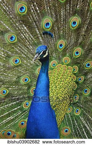 Stock Image - "Indian Peafowl or Blue Peafowl (Pavo cristatus), displaying peacock, captive, Steppentierpark Pamhagen animal park, Austria, Europe". Fotosearch