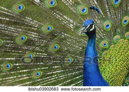 Stock Image - "Indian Peafowl or Blue Peafowl (Pavo cristatus), displaying peacock, captive, Steppentierpark Pamhagen animal park, Austria, Europe". Fotosearch