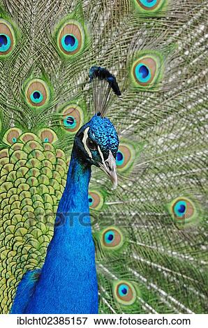 "Indian Peafowl or Blue Peafowl (Pavo cristatus), male plumage during a courtship display, native to India, North Rhine-Westphalia, Germany, Europe" View Large Photo Image Stock Photo - "Indian Peafowl or Blue Peafowl (Pavo cristatus), male plumage during a courtship display, native to India, North Rhine-Westphalia, Germany, Europe". Fotosearch
