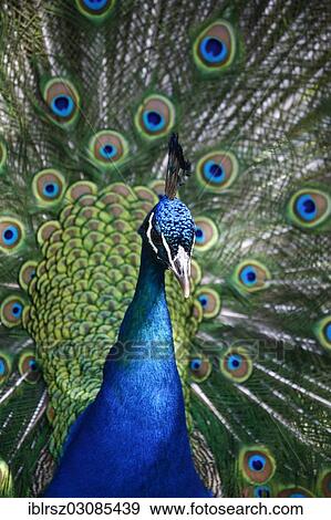 "Indian Peafowl or Blue Peafowl (Pavo cristatus), peacock, Z? ƒurich, Switzerland, Europe" View Large Photo Image Stock Photo - "Indian Peafowl or Blue Peafowl (Pavo cristatus), peacock, Z? ƒurich, Switzerland, Europe". Fotosearch