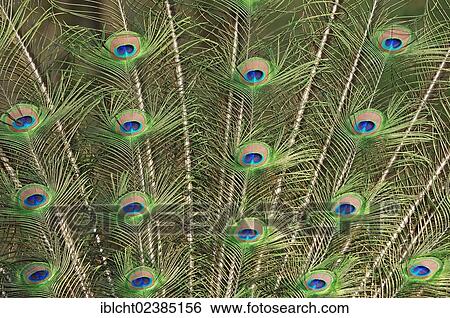 "Indian Peafowl or Blue Peafowl (Pavo cristatus), male plumage during a courtship display, native to India, North Rhine-Westphalia, Germany, Europe" View Large Photo Image Stock Photograph - "Indian Peafowl or Blue Peafowl (Pavo cristatus), male plumage during a courtship display, native to India, North Rhine-Westphalia, Germany, Europe". Fotosearch