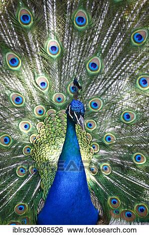 Stock Photograph - "Indian Peafowl or Blue Peafowl (Pavo cristatus), peacock, Z? ƒurich, Switzerland, Europe". Fotosearch