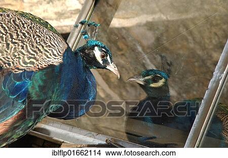 "Indian Peafowl (Pavo cristatus), adult male, looking at reflection in Landrover windscreen, England, United Kingdom, Europe" View Large Photo Image Picture - "Indian Peafowl (Pavo cristatus), adult male, looking at reflection in Landrover windscreen, England, United Kingdom, Europe". Fotosearch
