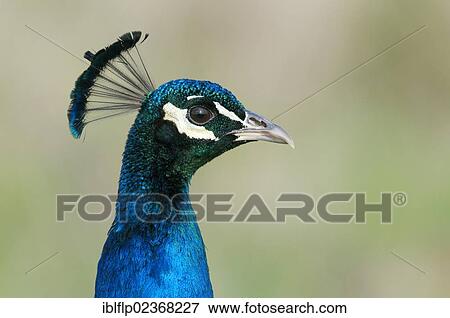 "Indian Peafowl (Pavo cristatus), adult male, portrait, Isle of Sheppey, Kent, England, United Kingdom, Europe" View Large Photo Image Stock Photo - "Indian Peafowl (Pavo cristatus), adult male, portrait, Isle of Sheppey, Kent, England, United Kingdom, Europe". Fotosearch