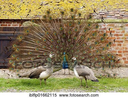 "Indian Peafowl (Pavo cristatus), adult male, displaying to two females, in farmyard, England, United Kingdom, Europe" View Large Photo Image Stock Photography - "Indian Peafowl (Pavo cristatus), adult male, displaying to two females, in farmyard, England, United Kingdom, Europe". Fotosearch