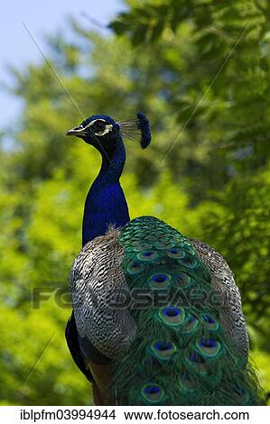 "Indian Peafowl (Pavo cristatus), Hellabrunn Zoo, Munich, Upper Bavaria, Bavaria, Germany, Europe" View Large Photo Image Picture - "Indian Peafowl (Pavo cristatus), Hellabrunn Zoo, Munich, Upper Bavaria, Bavaria, Germany, Europe". Fotosearch