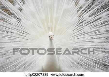 "Indian Peafowl (Pavo cristatus), albino, adult male, displaying, captive" View Large Photo Image Stock Photo - "Indian Peafowl (Pavo cristatus), albino, adult male, displaying, captive". Fotosearch