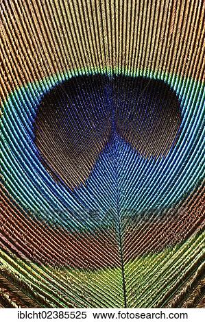 "Indian Peafowl (Pavo cristatus), detail of a tail feather from the male, North Rhine-Westphalia, Germany, Europe" View Large Photo Image Stock Photography - "Indian Peafowl (Pavo cristatus), detail of a tail feather from the male, North Rhine-Westphalia, Germany, Europe". Fotosearch
