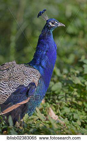 "Indian Peafowl (Pavo cristatus), Germany, Europe" View Large Photo Image Stock Photography - "Indian Peafowl (Pavo cristatus), Germany, Europe". Fotosearch