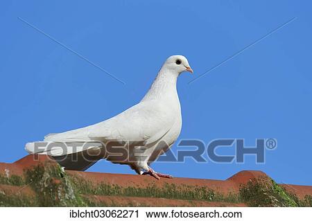 "Indian pigeon (Columba livia forma domestica), North Rhine-Westphalia, Germany, Europe" View Large Photo Image Stock Image - "Indian pigeon (Columba livia forma domestica), North Rhine-Westphalia, Germany, Europe". Fotosearch