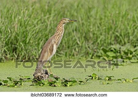 "Indian Pond Heron or Paddybird (Ardeola grayii), Keoladeo National Park, Bharatpur, Rajasthan, India, Asia" View Large Photo Image Stock Image - "Indian Pond Heron or Paddybird (Ardeola grayii), Keoladeo National Park, Bharatpur, Rajasthan, India, Asia". Fotosearch