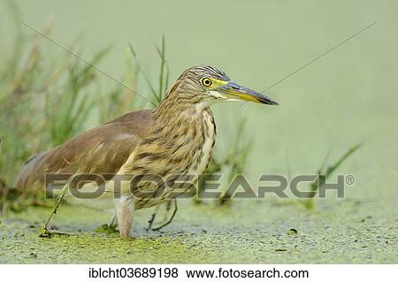 "Indian Pond Heron or Paddybird (Ardeola grayii), Keoladeo National Park, Bharatpur, Rajasthan, India, Asia" View Large Photo Image Stock Photo - "Indian Pond Heron or Paddybird (Ardeola grayii), Keoladeo National Park, Bharatpur, Rajasthan, India, Asia". Fotosearch