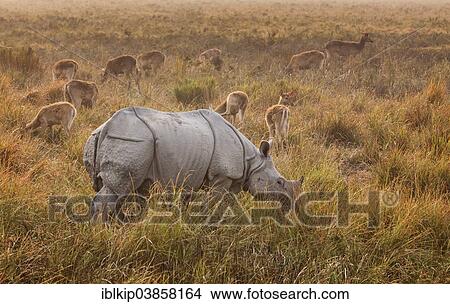 "Indian Rhinoceros (Rhinoceros unicornis) in front of Swamp Deer (Cervus Duvauceli), Kaziranga National Park, Assam, India, Asia" View Large Photo Image Picture - "Indian Rhinoceros (Rhinoceros unicornis) in front of Swamp Deer (Cervus Duvauceli), Kaziranga National Park, Assam, India, Asia". Fotosearch