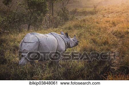 "Indian Rhinoceros (Rhinoceros unicornis), Kaziranga National Park, Golaghat and Nagaon districts, Assam, India, Asia" View Large Photo Image Stock Image - "Indian Rhinoceros (Rhinoceros unicornis), Kaziranga National Park, Golaghat and Nagaon districts, Assam, India, Asia". Fotosearch