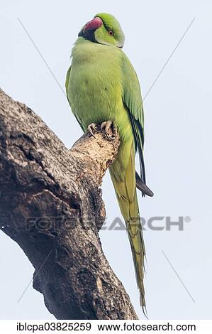 "Indian Ringnecked Parakeet (Psittacula krameri manillensis), Keoladeo National Park, Rajasthan, India, Asia" View Large Photo Image Stock Photo - "Indian Ringnecked Parakeet (Psittacula krameri manillensis), Keoladeo National Park, Rajasthan, India, Asia". Fotosearch