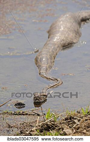 Stock Photography - "Indian Rock Python (Python molurus) with a full belly in a stream, Ranthambore Tiger Reserve, Ranthambore National Park, Sawai Madhopur District, Rajasthan, India, Asia". Fotosearch