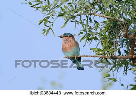 "Indian Roller or Blue Jay (Coracias benghalensis), Keoladeo National Park, Bharatpur, Rajasthan, India, Asia" View Large Photo Image Stock Photo - "Indian Roller or Blue Jay (Coracias benghalensis), Keoladeo National Park, Bharatpur, Rajasthan, India, Asia". Fotosearch