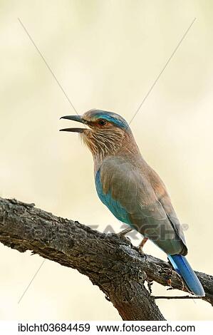 "Indian Roller or Blue Jay (Coracias benghalensis), Keoladeo National Park, Bharatpur, Rajasthan, India, Asia" View Large Photo Image Stock Photo - "Indian Roller or Blue Jay (Coracias benghalensis), Keoladeo National Park, Bharatpur, Rajasthan, India, Asia". Fotosearch