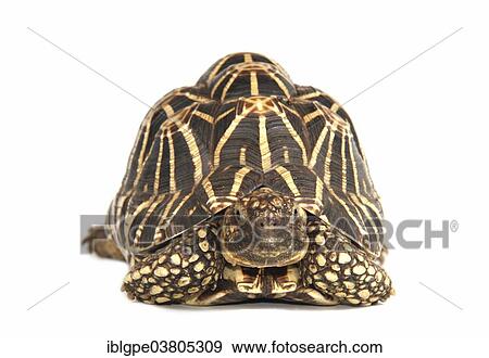 Indian Star Tortoise (Geochelone elegans) View Large Photo Image Stock Photo - Indian Star Tortoise (Geochelone elegans). Fotosearch