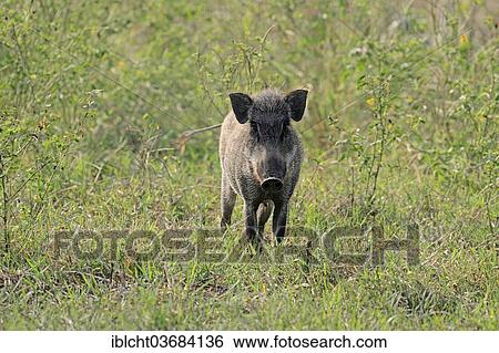 Stock Photograph - "Indian Wild Boar (Sus scrofa cristatus), wild sow, Keoladeo National Park, Bharatpur, Rajasthan, India, Asia". Fotosearch