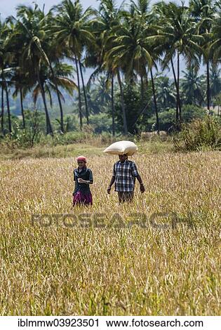 "Indian woman carrying a sack of rice on her head on a field, Uttamapalaiyam, Tamil Nadu, India, Asia" View Large Photo Image Stock Image - "Indian woman carrying a sack of rice on her head on a field, Uttamapalaiyam, Tamil Nadu, India, Asia". Fotosearch
