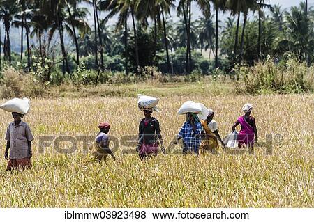 "Indian women carrying sacks of rice on their heads on a field, Uttamapalaiyam, Tamil Nadu, India, Asia" View Large Photo Image Stock Photo - "Indian women carrying sacks of rice on their heads on a field, Uttamapalaiyam, Tamil Nadu, India, Asia". Fotosearch