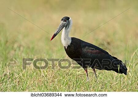 "Indian Woolly-necked Stork, Bishop Stork or White-necked Stork (Ciconia episcopus episcopus), Keoladeo National Park, Bharatpur, Rajasthan, India, Asia" View Large Photo Image Picture - "Indian Woolly-necked Stork, Bishop Stork or White-necked Stork (Ciconia episcopus episcopus), Keoladeo National Park, Bharatpur, Rajasthan, India, Asia". Fotosearch