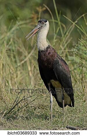 "Indian Woolly-necked Stork, Bishop Stork or White-necked Stork (Ciconia episcopus episcopus), Keoladeo National Park, Bharatpur, Rajasthan, India, Asia" View Large Photo Image Stock Image - "Indian Woolly-necked Stork, Bishop Stork or White-necked Stork (Ciconia episcopus episcopus), Keoladeo National Park, Bharatpur, Rajasthan, India, Asia". Fotosearch