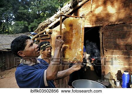 Stock Photograph - "Indigenous man inspecting a honeycomb filled with honey, in the community of Mbya-Guarani Indians, Campito, Caaguazu Department, Paraguay, South America". Fotosearch
