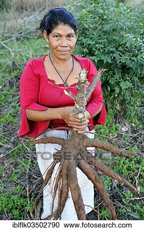 "Indigenous women holding a large Cassava or Manioc (Manihot esculenta) root, in the community of Mbya-Guarani Indians, Campito, Caaguazu Department, Paraguay, South America" View Large Photo Image Stock Image - "Indigenous women holding a large Cassava or Manioc (Manihot esculenta) root, in the community of Mbya-Guarani Indians, Campito, Caaguazu Department, Paraguay, South America". Fotosearch