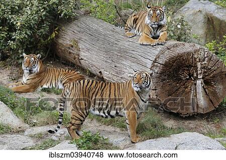 "Indochinese tiger (Panthera tigris corbetti), captive, zoo, Berlin, Germany, Europe" View Large Photo Image Stock Photo - "Indochinese tiger (Panthera tigris corbetti), captive, zoo, Berlin, Germany, Europe". Fotosearch