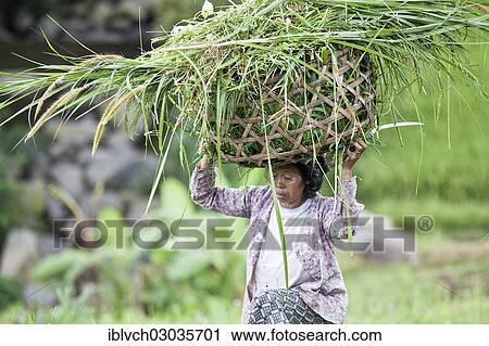 "Indonesian farmer carrying the harvest in a basket on her head, Terara, Lombok island, Nusa Tenggara Barat Province, Indonesia, Asia" View Large Photo Image Stock Image - "Indonesian farmer carrying the harvest in a basket on her head, Terara, Lombok island, Nusa Tenggara Barat Province, Indonesia, Asia". Fotosearch
