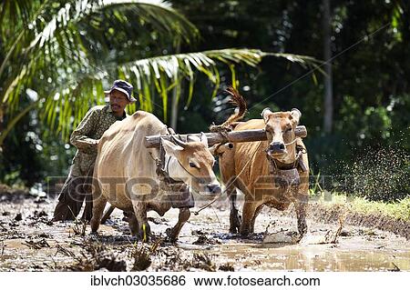 "Indonesian farmer plowing a rice field with oxen, Terara, Lombok island, Nusa Tenggara Barat Province, Indonesia, Asia" View Large Photo Image Stock Photograph - "Indonesian farmer plowing a rice field with oxen, Terara, Lombok island, Nusa Tenggara Barat Province, Indonesia, Asia". Fotosearch