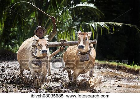 "Indonesian farmer plowing a rice field with oxen, Terara, Lombok island, Nusa Tenggara Barat Province, Indonesia, Asia" View Large Photo Image Stock Photography - "Indonesian farmer plowing a rice field with oxen, Terara, Lombok island, Nusa Tenggara Barat Province, Indonesia, Asia". Fotosearch