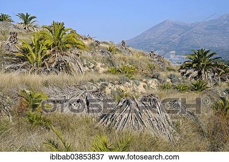 "Infested and dead date palms, palm dieback, Altea, Costa Blanca, Province of Alicante, Spain, Europe" View Large Photo Image Stock Photo - "Infested and dead date palms, palm dieback, Altea, Costa Blanca, Province of Alicante, Spain, Europe". Fotosearch