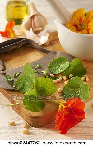 Ingredients for nasturtium-pesto View Large Photo Image Stock Image - Ingredients for nasturtium-pesto. Fotosearch
