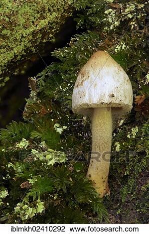 "Inkcap or Inky Cap (Coprinus sp. ), Kassel, Hesse, Germany, Europe" View Large Photo Image Stock Image - "Inkcap or Inky Cap (Coprinus sp. ), Kassel, Hesse, Germany, Europe". Fotosearch