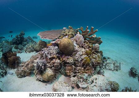 Stock Photo - "Intact coral reef in the shallow water of a lagoon, Busuanga, Great Barrier Reef, Philippines, Asia". Fotosearch