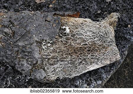 "Internal structure of a withered Opuntia or Prickly Pear leaf (Opuntia echios), Isabela Island, Galapagos Islands, UNESCO World Heritage Site, Ecuador, South America" View Large Photo Image Stock Photo - "Internal structure of a withered Opuntia or Prickly Pear leaf (Opuntia echios), Isabela Island, Galapagos Islands, UNESCO World Heritage Site, Ecuador, South America". Fotosearch