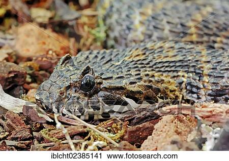 "Irian Jayan Death Adder or Rough-scaled Death Adder (Acanthophis rugosus), venomous snake, portrait, native to Indonesia, in captivity, Germany, Europe" View Large Photo Image Stock Image - "Irian Jayan Death Adder or Rough-scaled Death Adder (Acanthophis rugosus), venomous snake, portrait, native to Indonesia, in captivity, Germany, Europe". Fotosearch