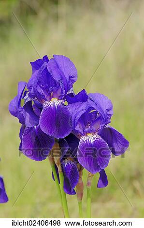 Stock Photo - "Iris (Iris barbata hybrid), garden plant, ornamental plant". Fotosearch