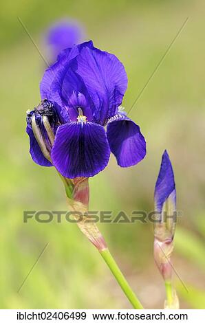 "Iris (Iris barbata hybrid), garden plant, ornamental plant" View Large Photo Image Stock Photo - "Iris (Iris barbata hybrid), garden plant, ornamental plant". Fotosearch