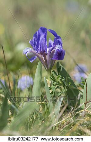 Stock Photo - "Iris species (Iris pumila), Austria, Europe". Fotosearch
