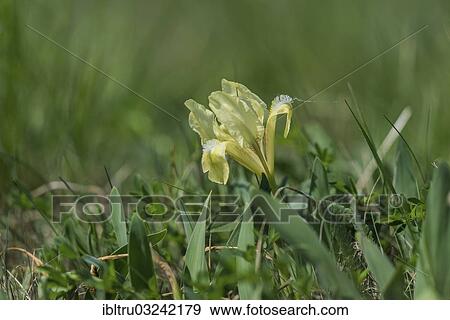 "Iris species (Iris pumila), Austria, Europe" View Large Photo Image Stock Photo - "Iris species (Iris pumila), Austria, Europe". Fotosearch