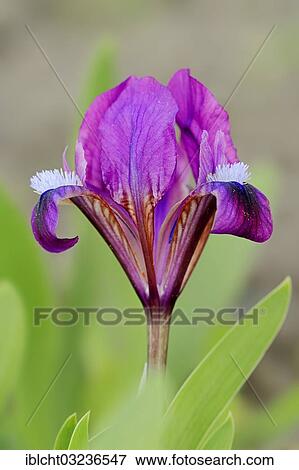 Stock Photo - "Iris species (Iris pumila), flowering, North Rhine-Westphalia, Germany, Europe". Fotosearch