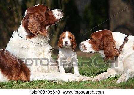 "Irish Red and White Setter, dog family, Austria, Europe" View Large Photo Image Stock Image - "Irish Red and White Setter, dog family, Austria, Europe". Fotosearch