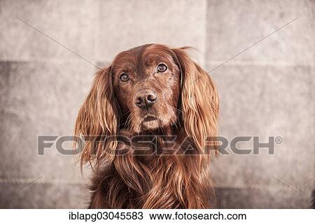 "Irish Red Setter, portrait" View Large Photo Image Stock Image - "Irish Red Setter, portrait". Fotosearch